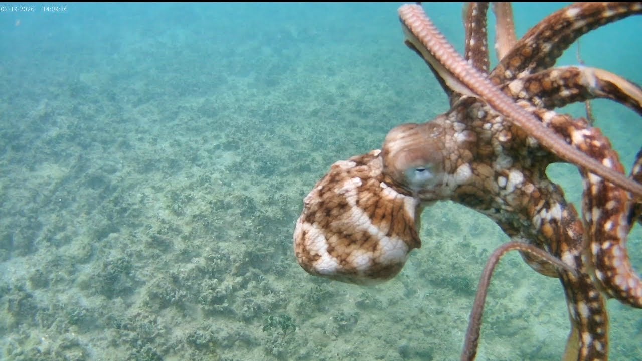 Tako diving/poking C&R Hawai’i 