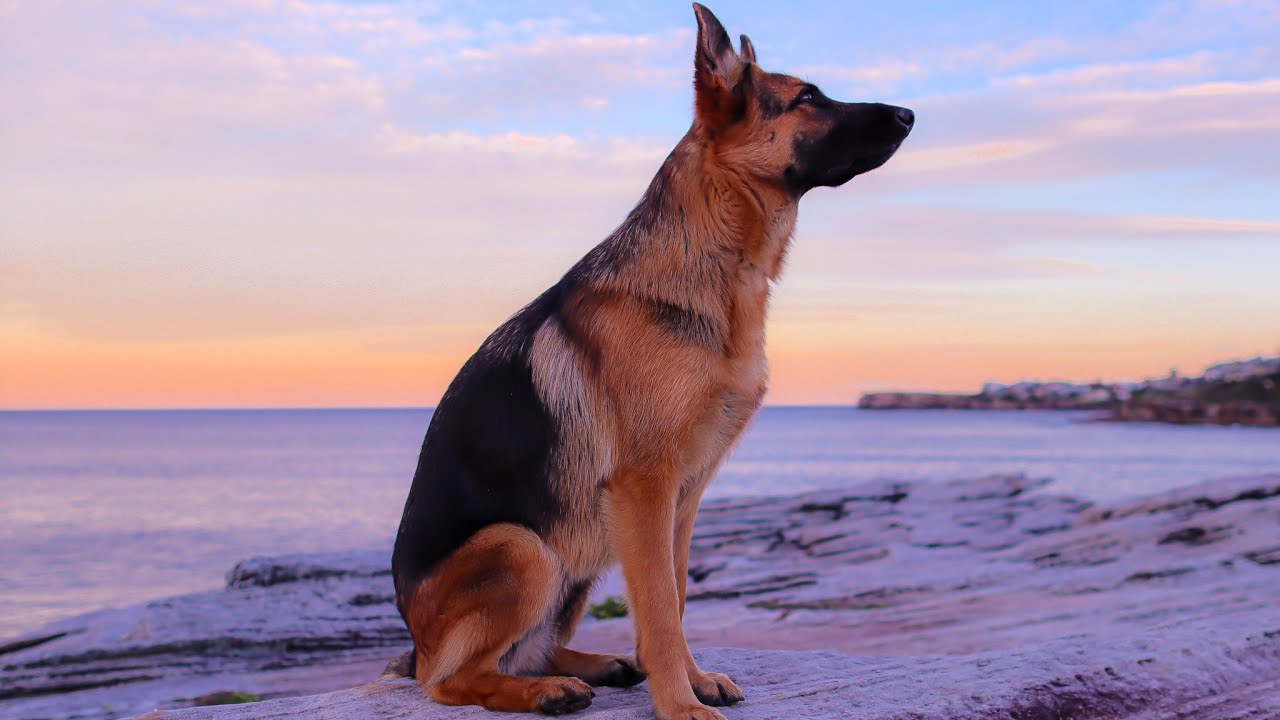 German Shepherd day in the life - YouTube