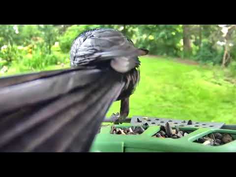 Ostdrossel feeder cam live