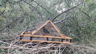 Captura De Reina Mora Pintoncon El Overo