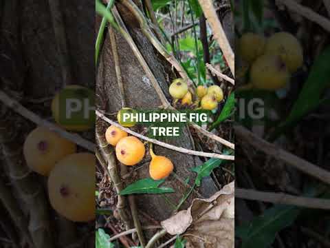 PHILIPPINE FIG TREE