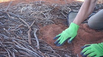 Trap setting timelapse