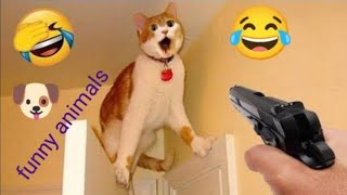 New funny animals video 2023| Cats and dogs funny video| funniest animals planet|funny animals 🐶😺 by The budgie birds 925 views 3 months ago 11 minutes, 52 seconds