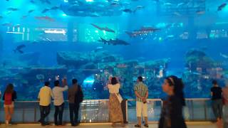 Dubai mall - inside aquarium