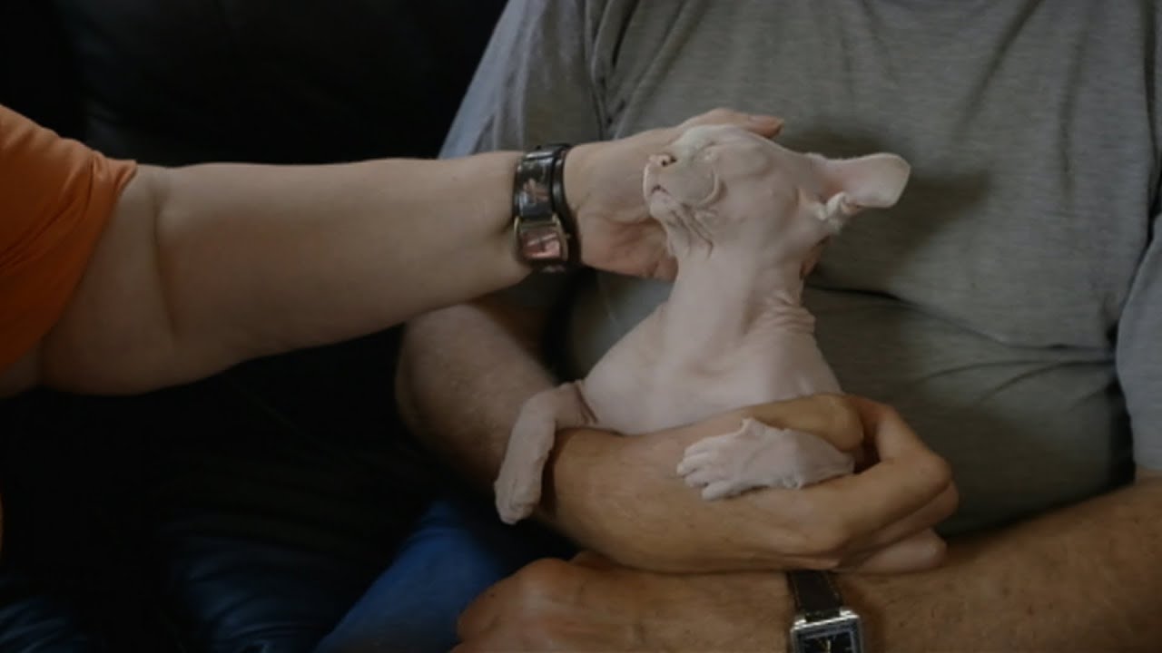 Hairless Cats - Ronnie's Animal Crackers: Episode 5 Preview - BBC