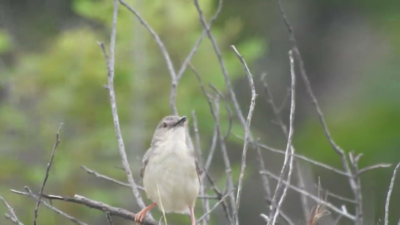 Jungle Prinia - Prinia sylvatica