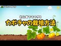 初心者でもできる！カボチャの栽培方法を図解で分かりやすく解説