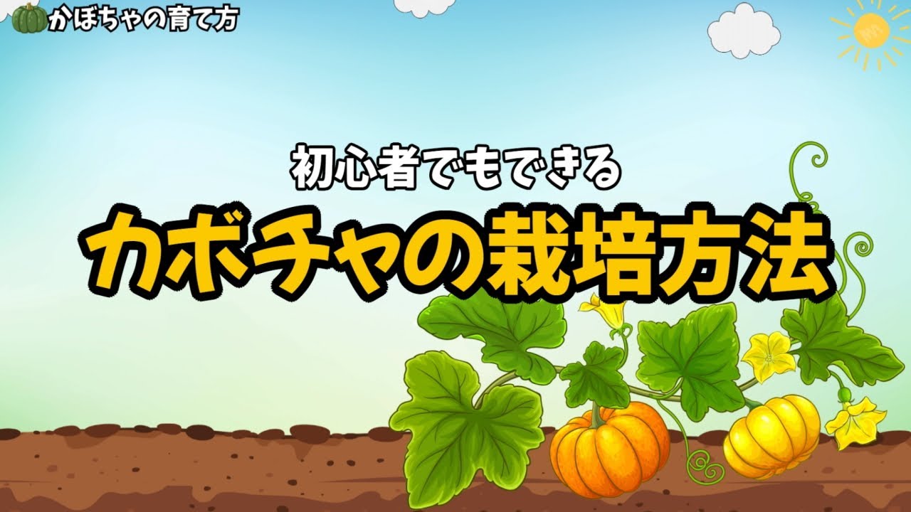 初心者でもできる！カボチャの栽培方法を図解で分かりやすく解説