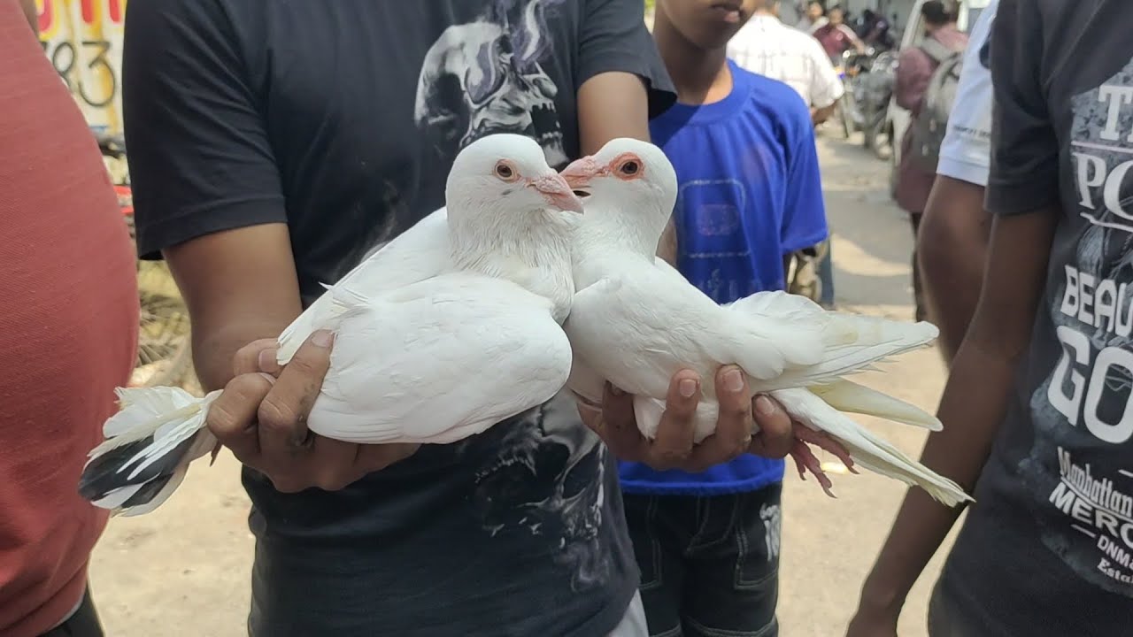 Welcome chowk kabutar market Delhi pigeon market gole kabootar madrasi kabli Fancy @Mrzamirx 