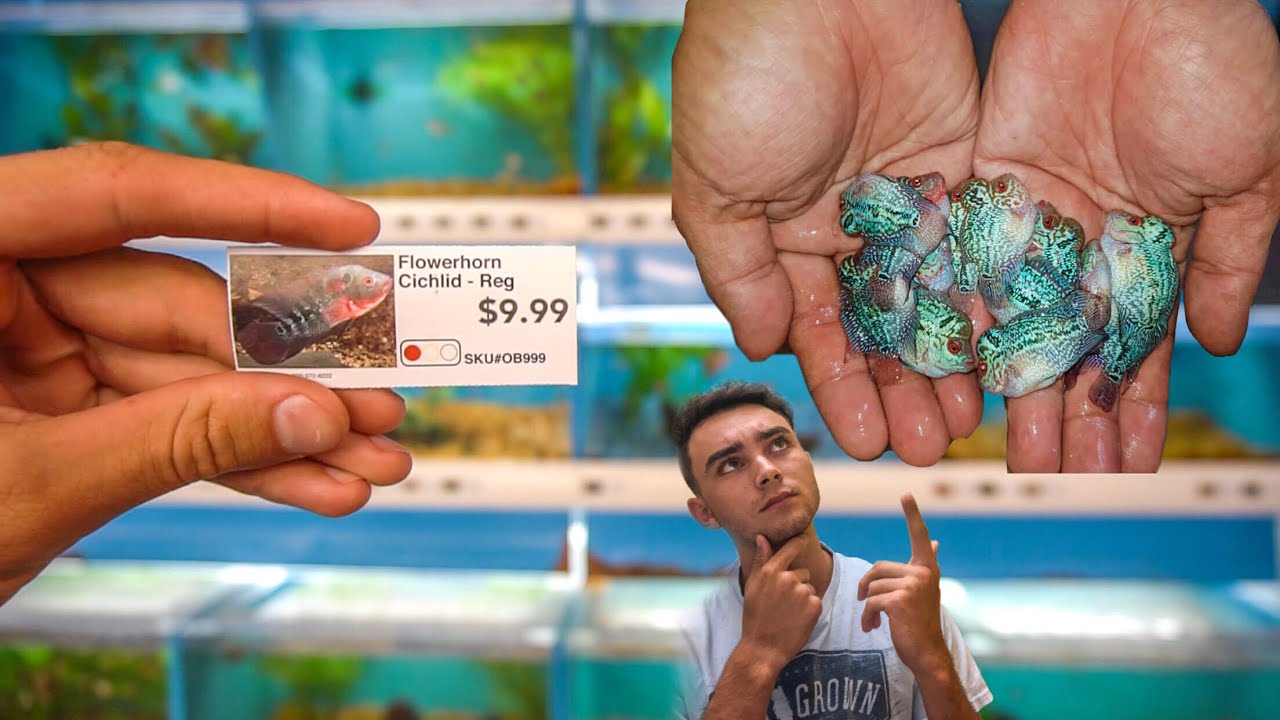 BUYING A VERY EXPENSIVE FISH For CHEAP! - YouTube