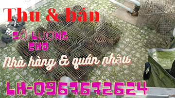 Thăm Bẫy Chuột Cống Nhum, Tập 105(khai trương bẫy mới)#ccvlog