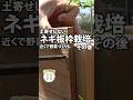 【家庭菜園】土寄せしないネギ板枠栽培　その後　おまかせ菜園フクダ流