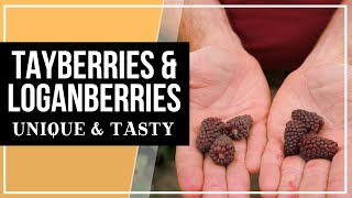 Delicious & Unique Berries | Tayberries & Loganberries screenshot 3