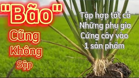 Dòng thuốc cứng cây đặc biệt được nhiều nông dân giỏi có tiếng săn tìm @VVC