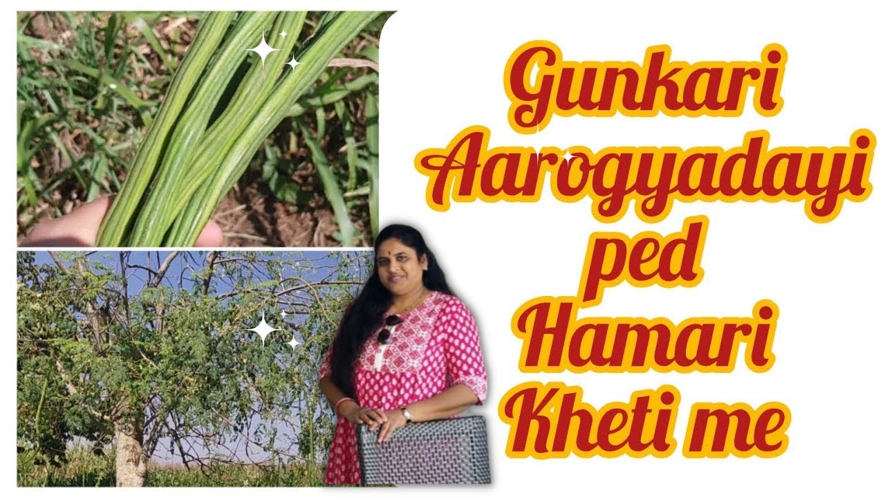 Sahjan ka ped bahut faydemand ped Drumstick tree in my village drumsticktree moringa YouTube