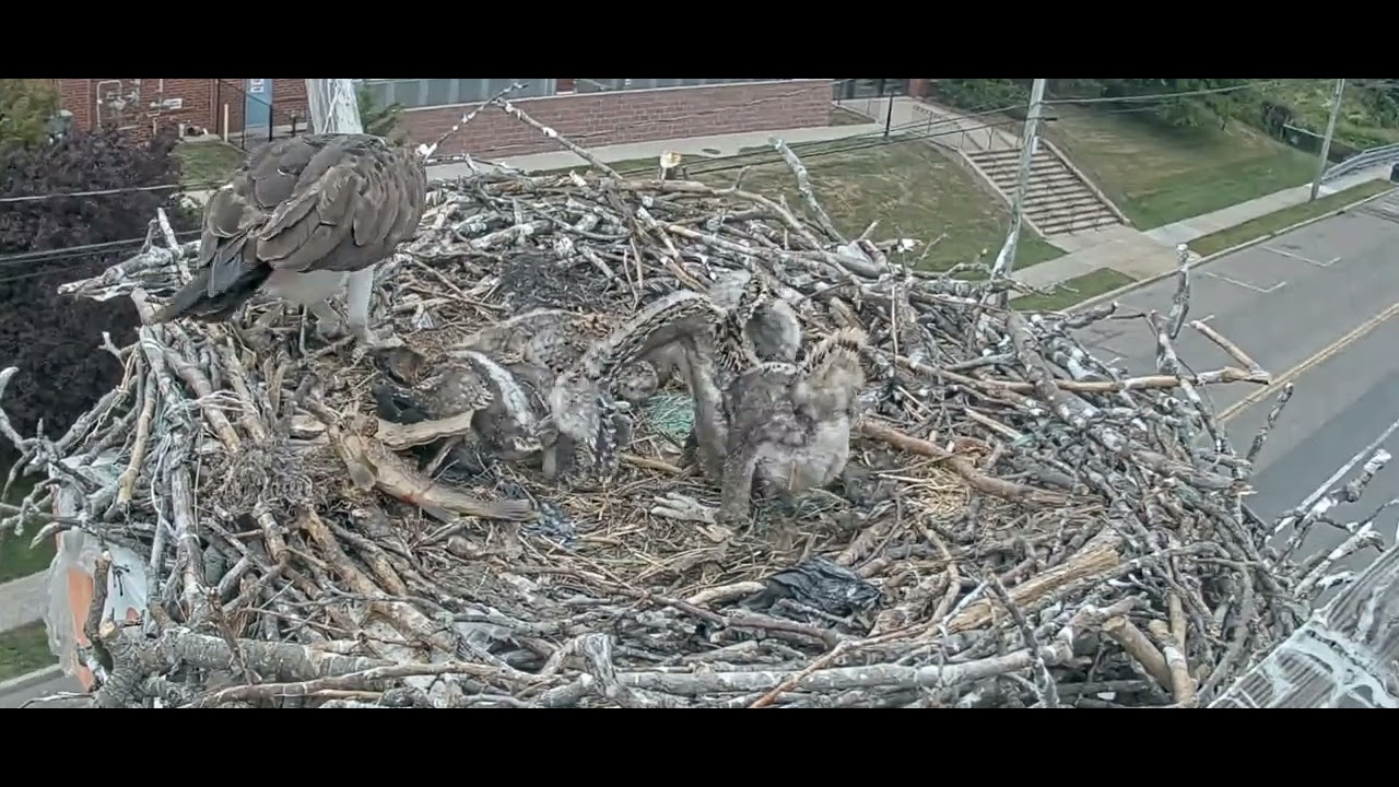 pseg-patchogue-osprey-nest-peaceful-dinner-and-bedtime-youtube