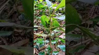 Hummingbirds Nest In A Leaf