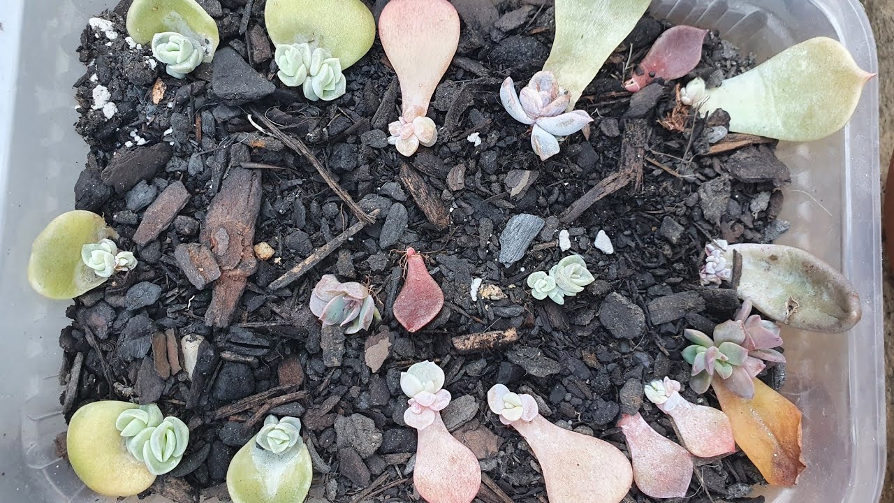 Berçário de Suculentas, bebês compactados, coloridos e sem estiolamento, dicas