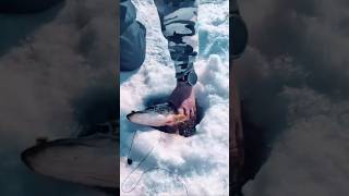 World record Bluegill! 🎣 #fishing #bluegill #record #shorts