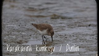 Download Lagu Karakarınlı kumkuşu /  Dunlin  / Calidris alpina MP3