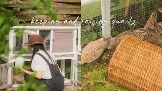 #87 Keeping & Raising Quails for Eggs | Countryside Life
