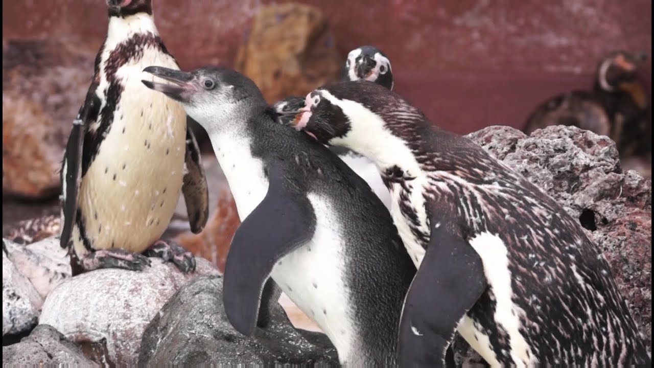 おたる水族館 イジメに耐える子供ペンギン Youtube
