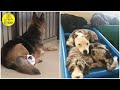 Dog Finds The Fluffiest Dogs In Daycare So She Can Nap On Them