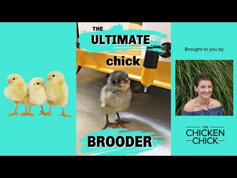 the-ultimate-chick-brooder