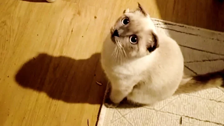 Watch the video about Maine Coon Kittens' First 100 Days Watch Them Grow Up