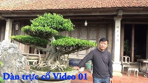 Chia sẻ Giàn Trực Cổ Nhà vườn Anh Hải Vũ Ninh Kiến Xương Thái Bình Video 01