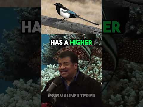 Are Humans Really