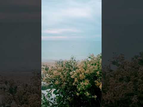    قران سورة الشرح إسمعوها تكرارها ربي يشرح صدوركم وييسر أموركم