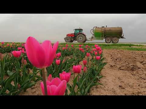 Video: Damıtmadan Sonra Laleler, Nergisler, Sümbüller