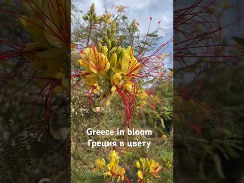 Цветущая Греция. Часть 3-я. #shorts #greece #flowers #путешествияпоевропе #цветы