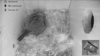 4thApril 2025 - livestream - The return of the original box from 2021!
Welcome to this livestream from a back garden located in Loughborough, UK. A female Blue Tit has almost finished building her nest and hopefully we are a few days away from the first eggs being laid. Its likely that she will lay somewhere between 5 and 12 eggs. The eggs will be laid first thing in the morning before she leaves the nest each day. The male takes no part in building the nest but has been seen looking for the female and as the process moves along he will feed her while she is incubating the eggs and he will also bring food for the chicks as they hatch.
There will be times of inactivity when the nest is empty in these early days but you should be able to rewind the live video to search for visits to the box.
If you do happen to spot a bit of action please note the time in the chat. This will allow others to zip to the spot and become acquainted with our little friend.
As you can hopefully see, building is well underway and our bird has started shopping in the soft furnishings department.
Please be kind to each other in the chat and try to stay on topic. Best to avoid politics and war at the moment!
There may be the occasional technical snafu as we go along. Please be patient if this happens, well try and figure out whats gone wrong and fix it as fast as possible. This is the first use for this type of camera and it does seem to occasionally drop audio and no-one is exactly sure why!
Theres a friendly little helper called Nightbot who can answer frequently asked questions in the chat. Simply type in one of the phrases below to have your question answered.
!camera !gender !location !nestbox !species !weather
Be warned - Nightbot does have a dark side and can also place you in timeout from the chat if you use lots of capital letters (please dont shout), if you keep repeating yourself or if youre a potty mouth.
Please subscribe to the channel and hit the like button so you can find us more easily. Please feel free to share with others who might be interested in whats going on in the nest box.
FAQs-
Why is the box on the side of a house and not in a tree?
Unfortunately the tree used in 2021 came down in a storm last year. Yes, there are other trees in the garden but theres another issue. One of the neighbours has an extraordinarily determined cat. Previous viewers may have seen the video where a white paw appears via the entrance hole while the cat sits on the roof of the box. No amount of spikes on the roof, aluminium wrapped around the tree trunk or chicken wire barricade could defeat this particular cat so it was thought better to mount it to the wall of the house. So far so good...
Camera - discontinued Analogue HD by Gardenature.co.uk. Nestbox cameras can also be found at Greenfeathers.co.uk
Nest box - https://www.green-feathers.co.uk/collections/bird-boxes/products/handmade-wooden-side-view-bird-box
Streaming software - OBS
FREE to download at https://obsproject.com/download
Editing software - Davinci Resolve 18
FREE to download at https://www.blackmagicdesign.com/products/davinciresolve/
Streaming hardware - 2 x Apple iMac 21.5 2017 3.4GHz
- Blackmagic Atem mini 4thApril 2025 - livestream - The return of the original box from 2021!