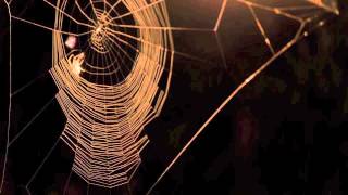 Time Lapse - Spider Spinning Its Web