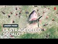 LO SQUALO attacca e COMPIE UN MASSACRO sulla SENNA in UNDER PARIS | Netflix Italia