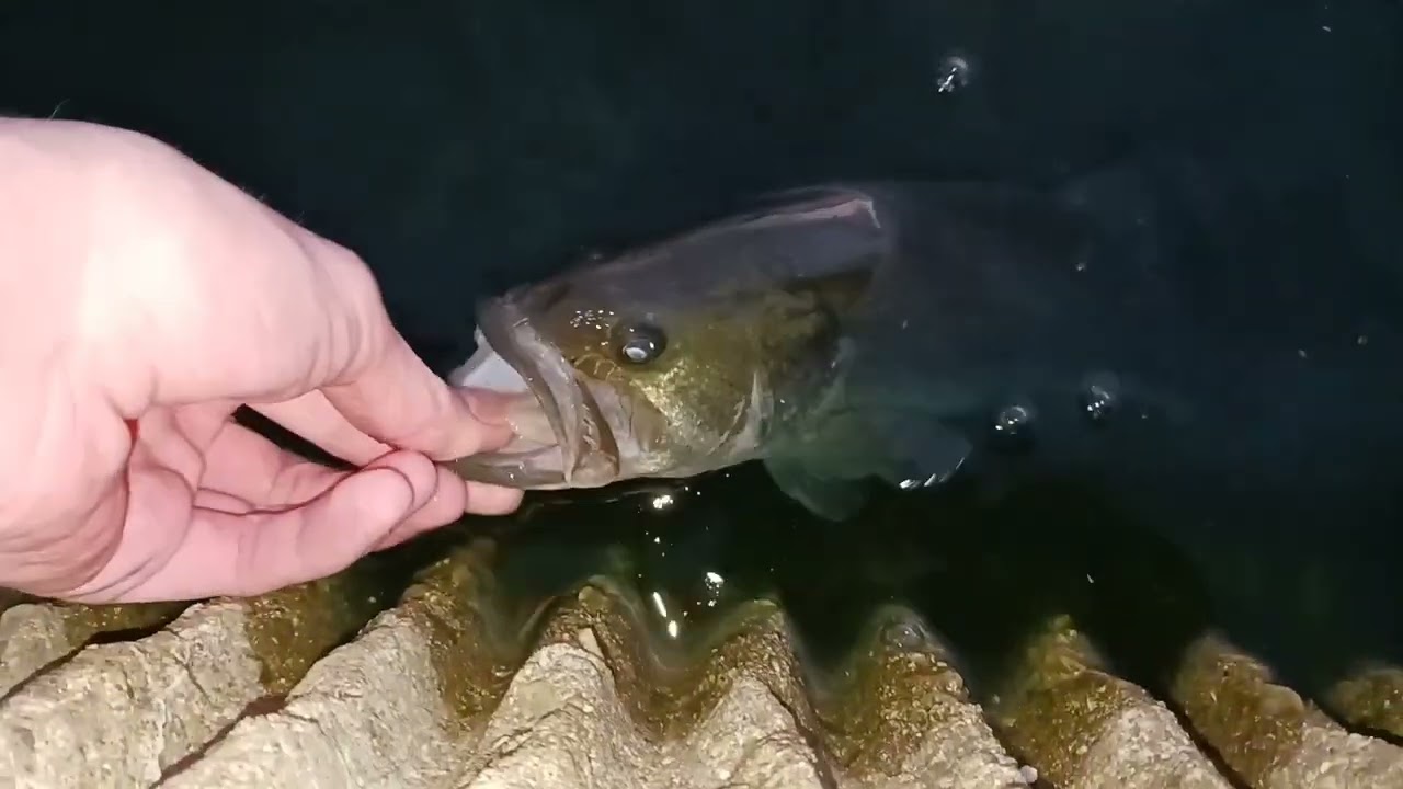 Winter Bass Fishing In Illinois