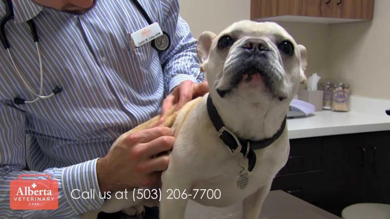 Alberta Veterinary Care Veterinarian in Portland Oregon YouTube