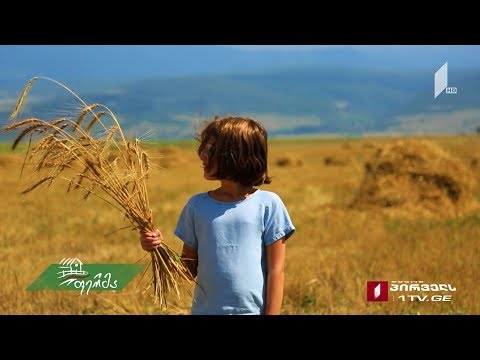 #ფერმა #გაიგემეტი ქართული ხორბლის ისტორია და აღდგენილი ენდემური ჯიშები - პურის ფესტივალი