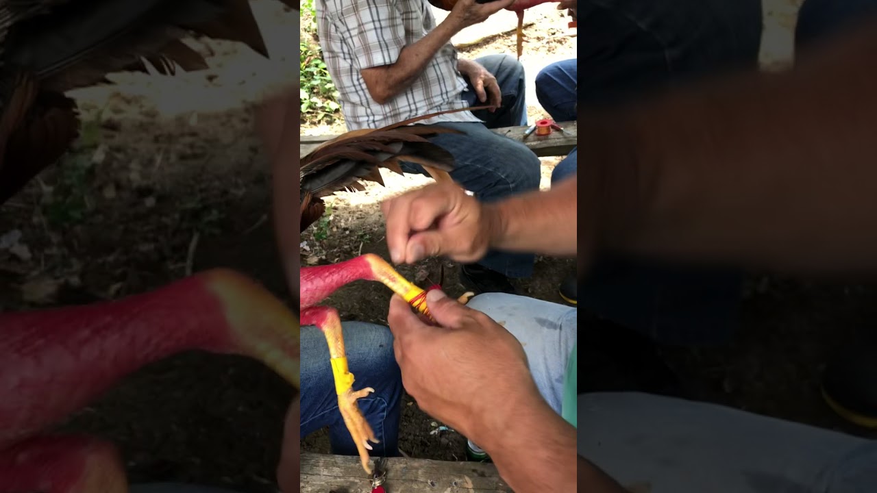 Para mi los dos mejores espoladores de cuba -