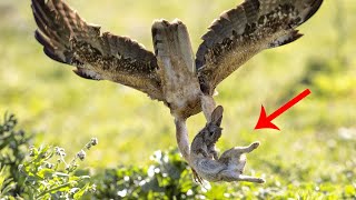 Steppe Eagle - Nightmare of Small Birds