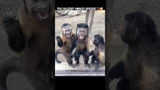 The Craziest Monkey Species ...