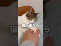 【保護猫】寝たら肉球触り放題になる猫