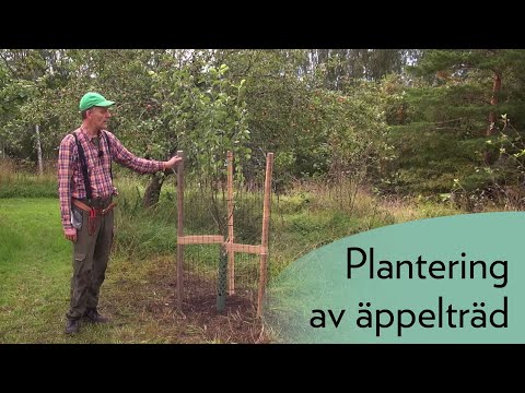 Video: Fruktträd för trädgården: foto, plantering, beskärning