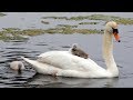 Mute Swan Cygnet on Mother's Back