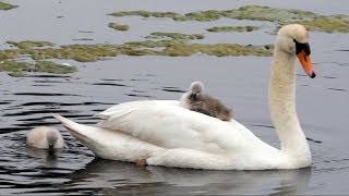 Mute Swan Cygnet on Mother's Back