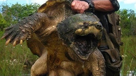 100 kg, lực cắn gấp 6 lần cá mập, rùa cá sấu, quái thú rùa nước ngọt lớn nhất thế giới.