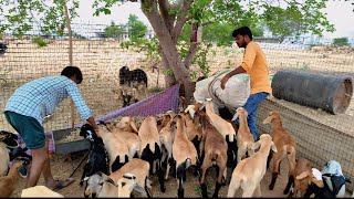 Feeding the small sheeps