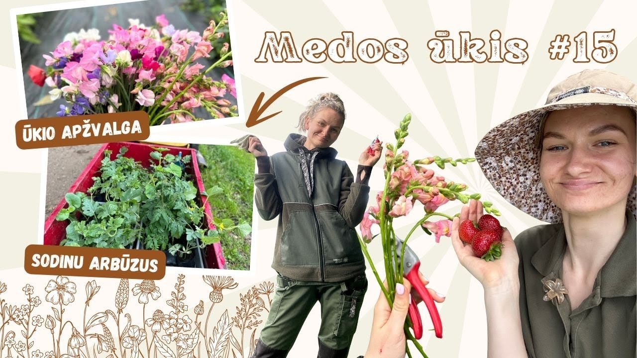 Medos ūkis #15 netikėjau, kad pavyks arbūzų daigus užauginti...